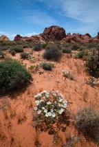 Supper Bloom, Valley of Fire